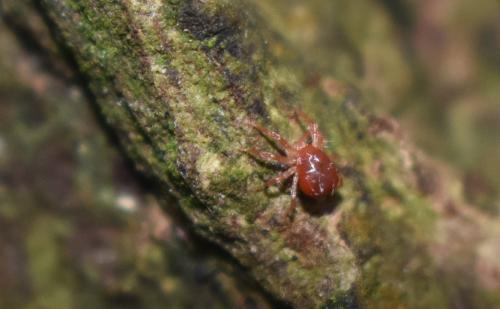 Réf. 328 894 : Anystis sp.